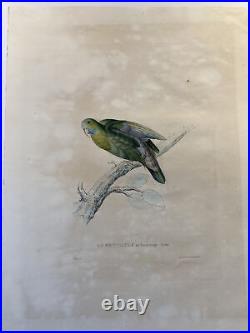 La psittacule au front rouge, Léar, Werner, 1835