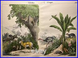 Lithographie Afrique Antique 1838 Coloriée Main Aquarelle Animaux Faune