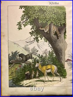 Lithographie Afrique Antique 1838 Coloriée Main Aquarelle Animaux Faune