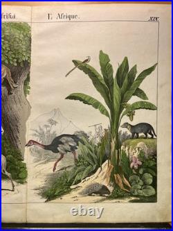 Lithographie Afrique Antique 1838 Coloriée Main Aquarelle Animaux Faune