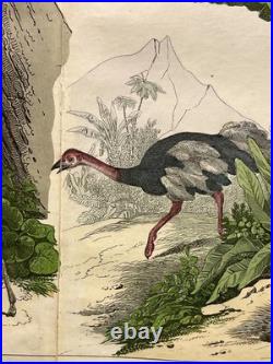 Lithographie Afrique Antique 1838 Coloriée Main Aquarelle Animaux Faune
