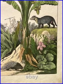 Lithographie Afrique Antique 1838 Coloriée Main Aquarelle Animaux Faune
