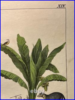 Lithographie Afrique Antique 1838 Coloriée Main Aquarelle Animaux Faune