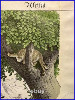 Lithographie Afrique Antique 1838 Coloriée Main Aquarelle Animaux Faune