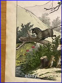 Lithographie Afrique Antique 1838 Coloriée Main Aquarelle Animaux Faune