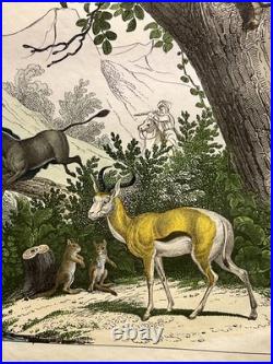 Lithographie Afrique Antique 1838 Coloriée Main Aquarelle Animaux Faune
