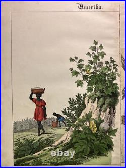 Lithographie Amérique ancienne 1838 colorée à la main aquarelle animaux faune