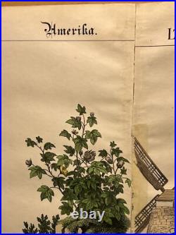 Lithographie Amérique ancienne 1838 colorée à la main aquarelle animaux faune