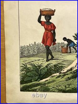 Lithographie Amérique ancienne 1838 colorée à la main aquarelle animaux faune