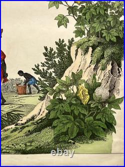 Lithographie Amérique ancienne 1838 colorée à la main aquarelle animaux faune