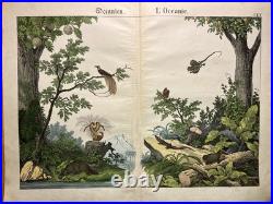 Lithographie Océanie Antique 1838 Coloriée Main Aquarelle Animaux Faune Lithographie Océanie Antique 1838 Coloriée Main Aquarelle Animaux Faune