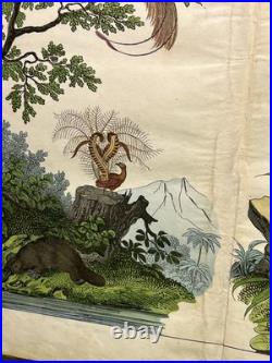 Lithographie Océanie Antique 1838 Coloriée Main Aquarelle Animaux Faune Lithographie Océanie Antique 1838 Coloriée Main Aquarelle Animaux Faune