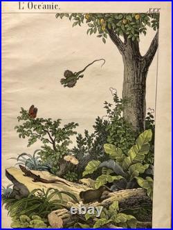Lithographie Océanie Antique 1838 Coloriée Main Aquarelle Animaux Faune Lithographie Océanie Antique 1838 Coloriée Main Aquarelle Animaux Faune