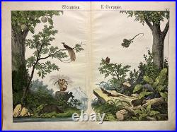 Lithographie Océanie Antique 1838 Coloriée Main Aquarelle Animaux Faune Flore