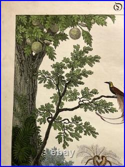 Lithographie Océanie Antique 1838 Coloriée Main Aquarelle Animaux Faune Flore