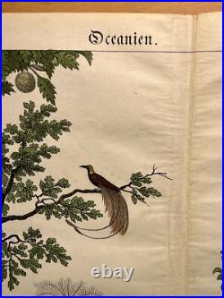 Lithographie Océanie Antique 1838 Coloriée Main Aquarelle Animaux Faune Flore