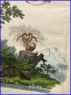 Lithographie Océanie Antique 1838 Coloriée Main Aquarelle Animaux Faune Flore