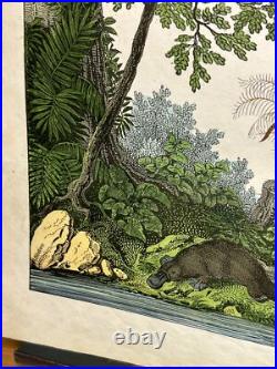 Lithographie Océanie Antique 1838 Coloriée Main Aquarelle Animaux Faune Flore Lithographie Océanie Antique 1838 Coloriée Main Aquarelle Animaux Faune Flore