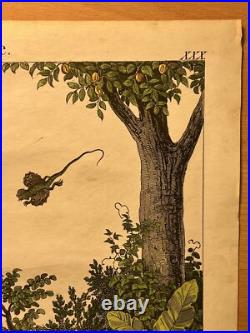 Lithographie Océanie Antique 1838 Coloriée Main Aquarelle Animaux Faune Flore
