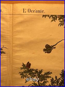 Lithographie Océanie Antique 1838 Coloriée Main Aquarelle Animaux Faune Flore Lithographie Océanie Antique 1838 Coloriée Main Aquarelle Animaux Faune Flore