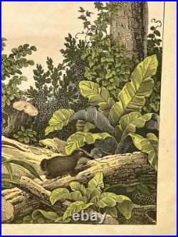 Lithographie Océanie Antique 1838 Coloriée Main Aquarelle Animaux Faune Flore