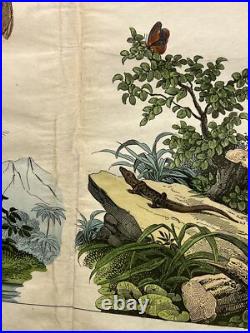 Lithographie Océanie Antique 1838 Coloriée Main Aquarelle Animaux Faune Flore