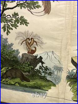 Lithographie Océanie Antique 1838 Coloriée Main Aquarelle Animaux Faune Flore