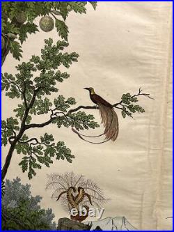 Lithographie Océanie Antique 1838 Coloriée Main Aquarelle Animaux Faune Flore