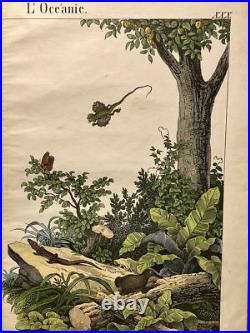 Lithographie Océanie Antique 1838 Coloriée Main Aquarelle Animaux Faune Flore