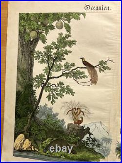 Lithographie Océanie Antique 1838 Coloriée Main Aquarelle Animaux Faune Flore Lithographie Océanie Antique 1838 Coloriée Main Aquarelle Animaux Faune Flore