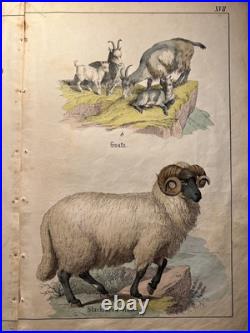 Lithographie ancienne 1838 tableau colorié main aquarelle brocante art