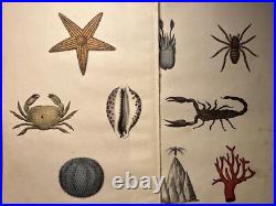 Lithographie ancienne 1838 tableau colorié main aquarelle oiseaux animaux rét
