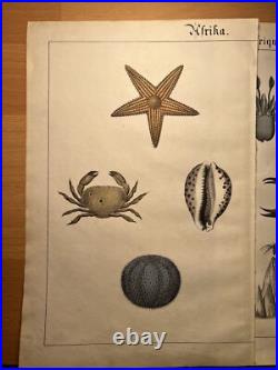 Lithographie ancienne 1838 tableau colorié main aquarelle oiseaux animaux rét