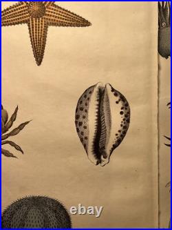Lithographie ancienne 1838 tableau colorié main aquarelle oiseaux animaux rét
