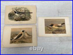 Lithographie ancienne originale de W. Greeve-Berlin-London ornithologie