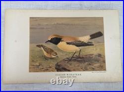 Lithographie ancienne originale de W. Greeve-Berlin-London ornithologie