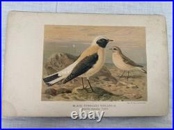 Lithographie ancienne originale de W. Greeve-Berlin-London ornithologie