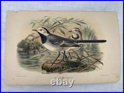 Lithographie ancienne originale de W. Greeve-Berlin-London ornithologie