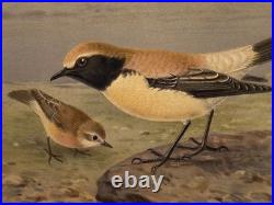 Lithographie ancienne originale de W. Greeve-Berlin-London ornithologie