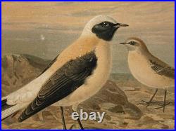 Lithographie ancienne originale de W. Greeve-Berlin-London ornithologie