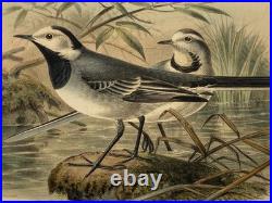 Lithographie ancienne originale de W. Greeve-Berlin-London ornithologie