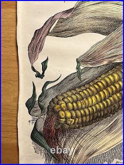 Lithographie antique Maïs 1838 Livre végétal Illustration colorée à la main