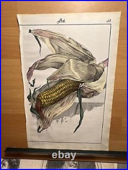 Lithographie antique Maïs 1838 Livre végétal Illustration colorée à la main