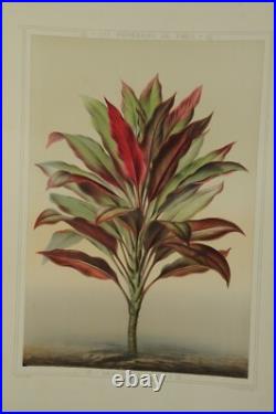 Lithographie couleur originale Botanique Dracaena Stricta