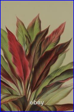 Lithographie couleur originale Botanique Dracaena Stricta