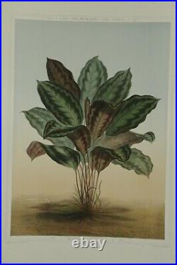 Lithographie couleur originale Botanique plante Maranta Veitchii