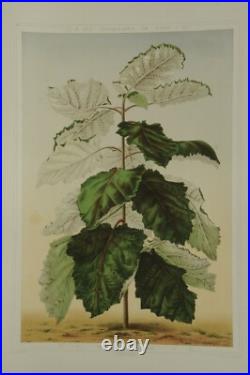 Lithographie couleur originale Botanique plante Wigandia vigierii Lithographie couleur originale Botanique plante Wigandia vigierii