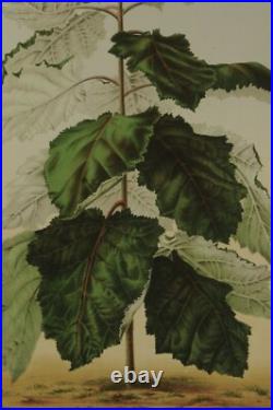 Lithographie couleur originale Botanique plante Wigandia vigierii Lithographie couleur originale Botanique plante Wigandia vigierii