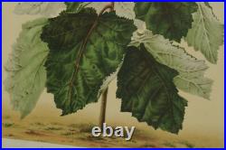 Lithographie couleur originale Botanique plante Wigandia vigierii Lithographie couleur originale Botanique plante Wigandia vigierii