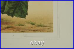 Lithographie couleur originale Botanique plante Wigandia vigierii